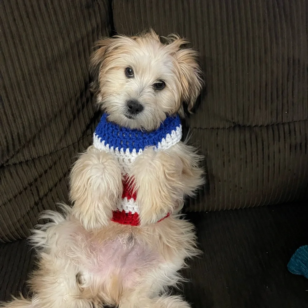 Dogs and cats clothes